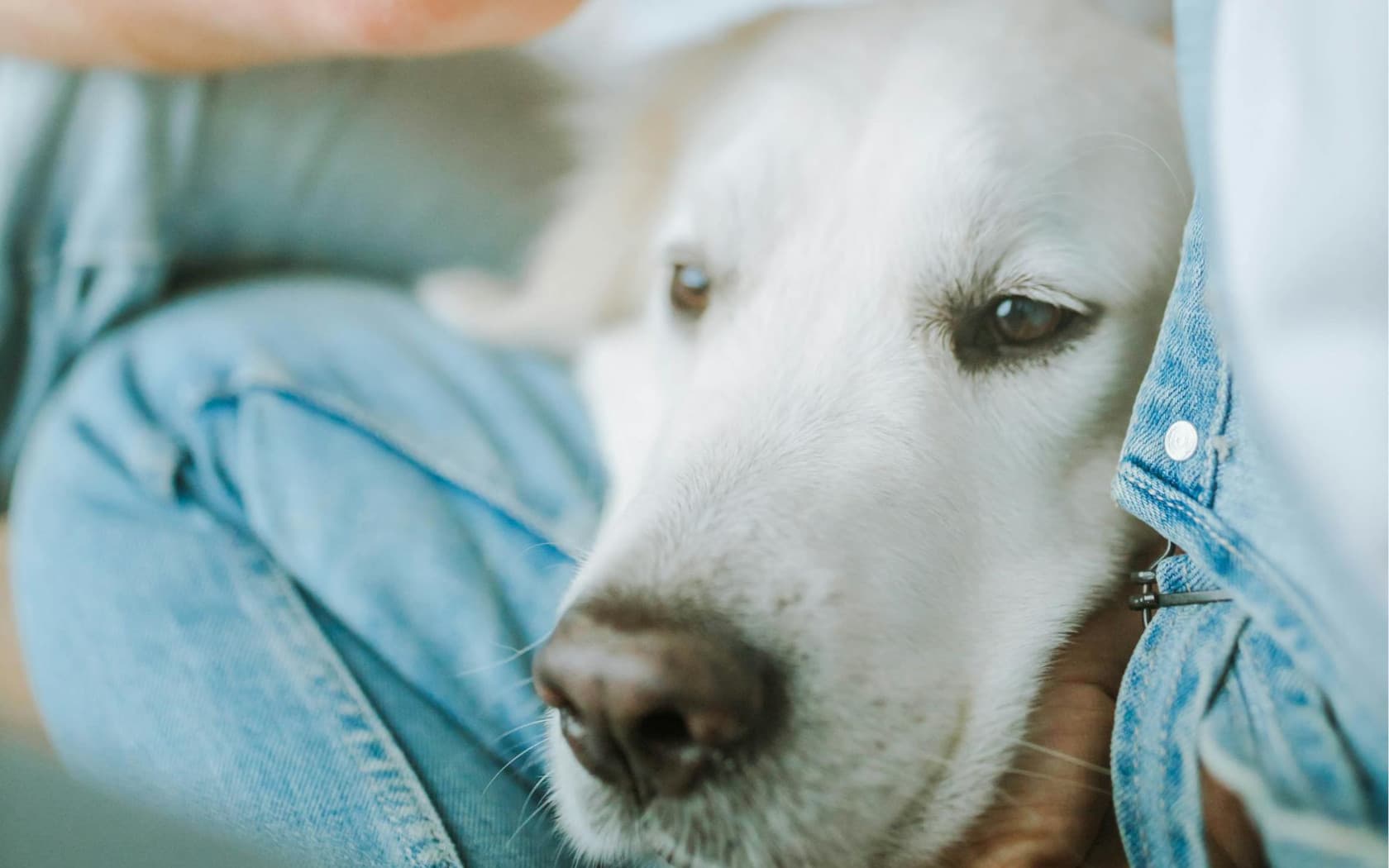 Owner sitting calmly with their dog