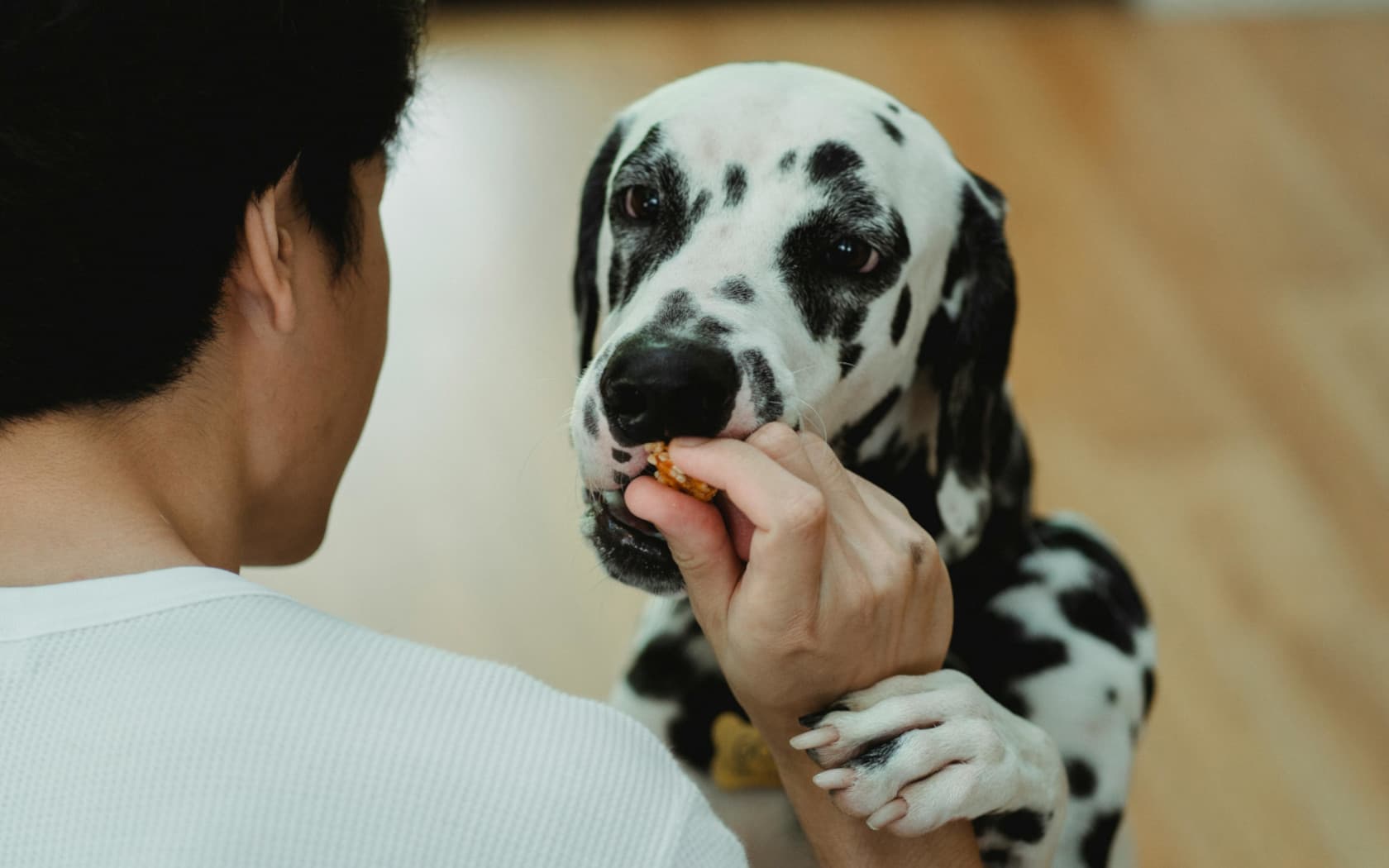 A dog facing the camera