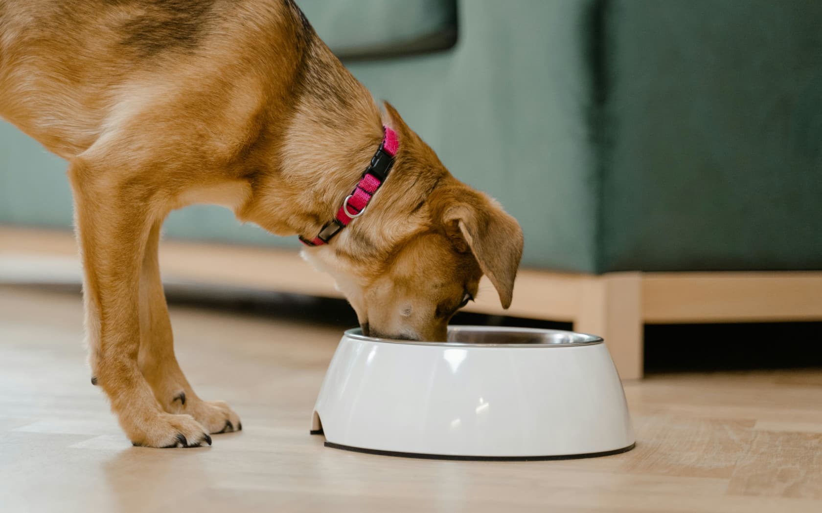 A dog with healthy food
