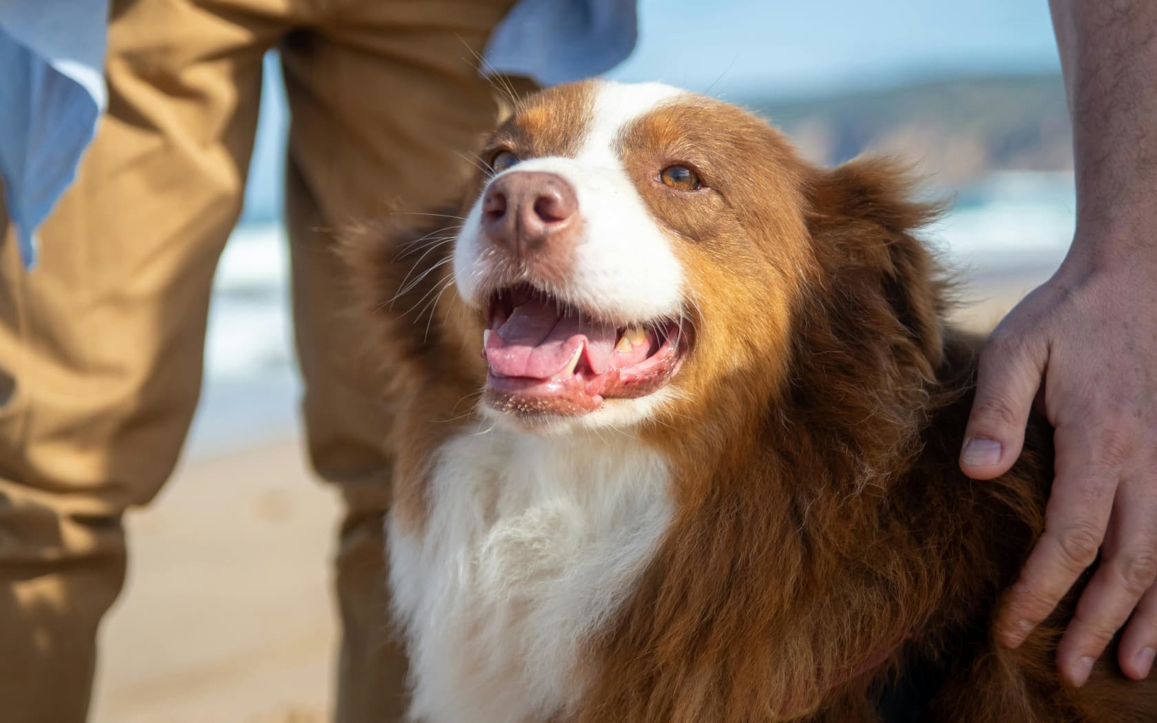 happy dog and owner